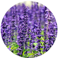 Lavendel