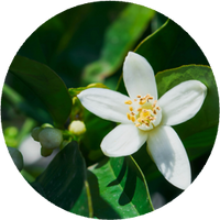 Neroli
