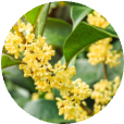 Osmanthus