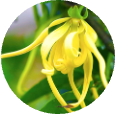 Ylang-Ylang